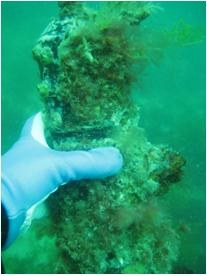 Biofouling(2) VR2 Australia Shallow Water Deployment