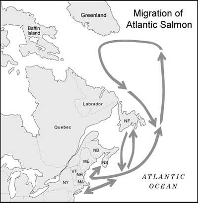 Atlantic salmon migration path